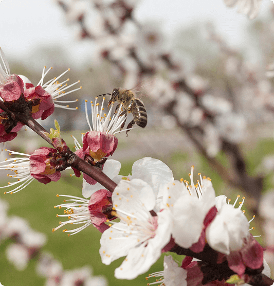Commitment to a better planet flowers